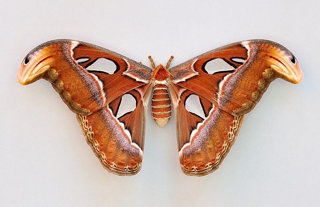 Quelle est la signification du tatouage papillon ? Où faire un tatouage papillon ?
