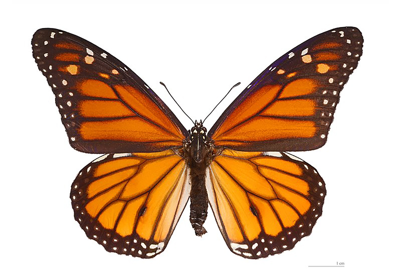 Quelle est la signification du tatouage papillon ? Où faire un tatouage papillon ?